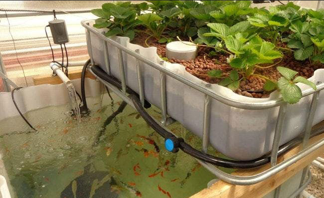 Faktor Penting Aquaponic, Solusi Berkebun Di Rumah