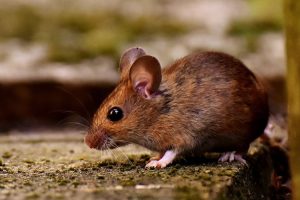 Cara Ampuh Agar Rumah Bebas dari Tikus