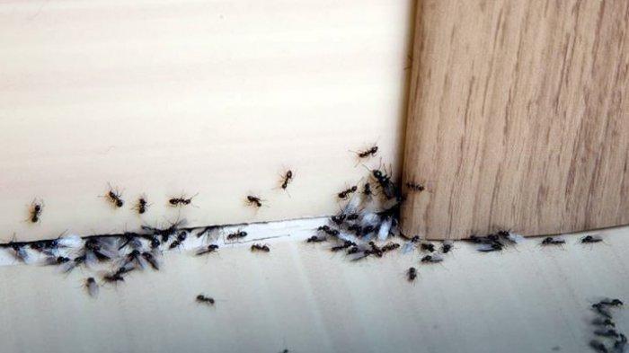 8+ Cara Mencegah dan Mengusir Serangga Masuk ke Rumah