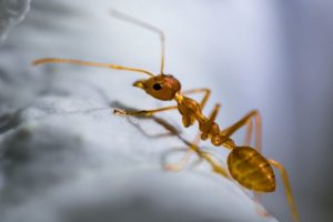 Cara Menghilangkan Semut Naik di Meja Makan yang Efektif